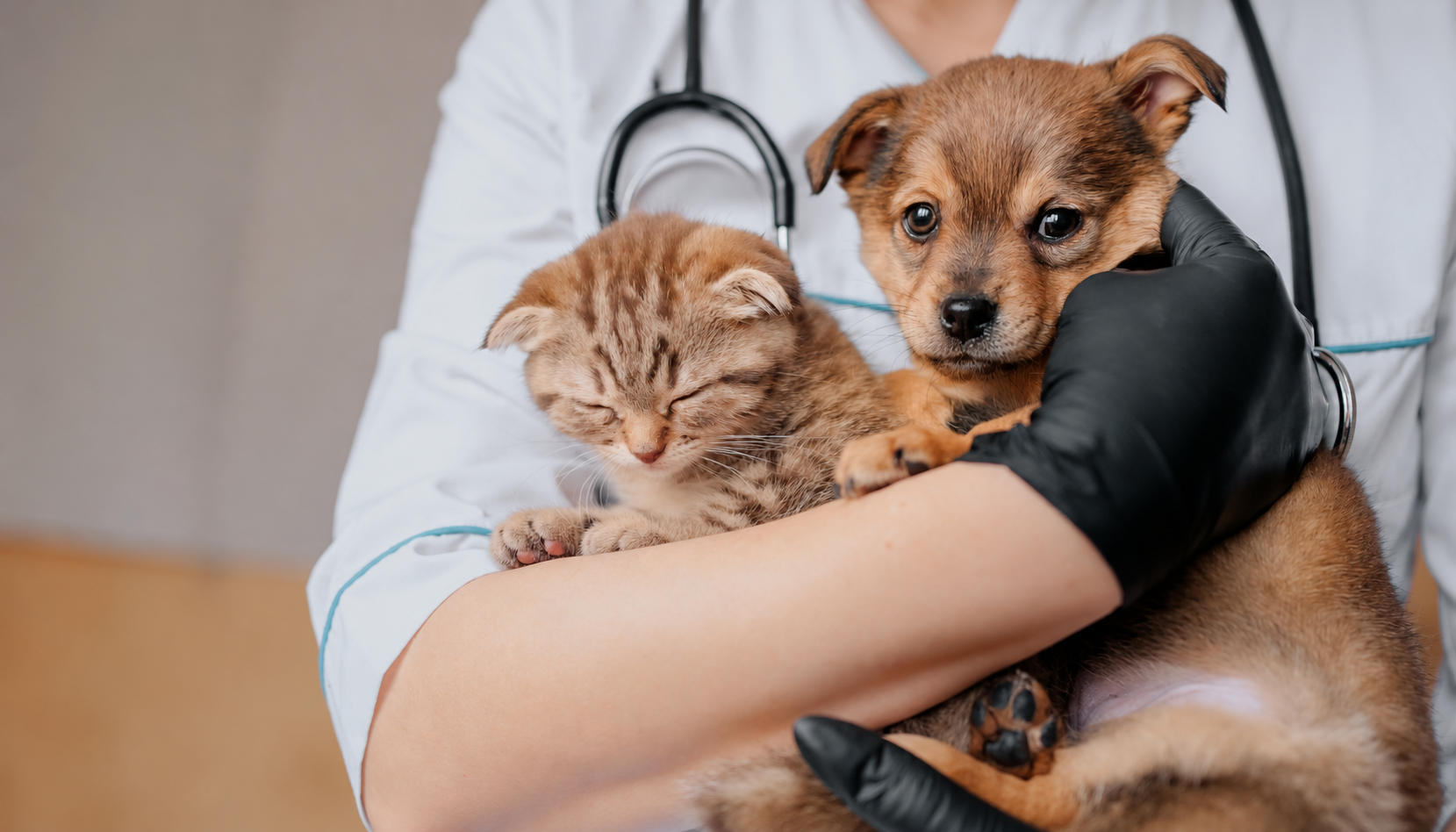 Veterinário acolhendo um gato e um cachorro